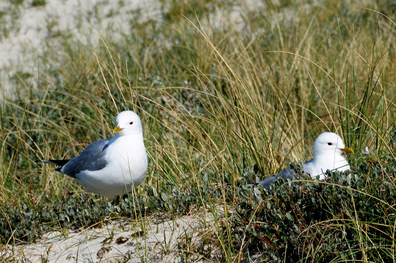 DSC_2596.jpg