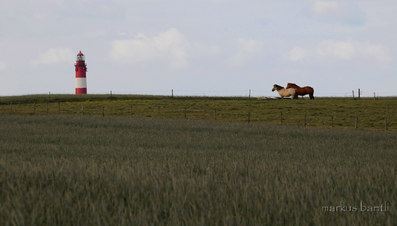 DSC_2782.jpg