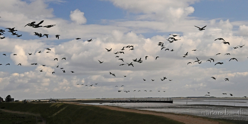 DSC_2785.jpg