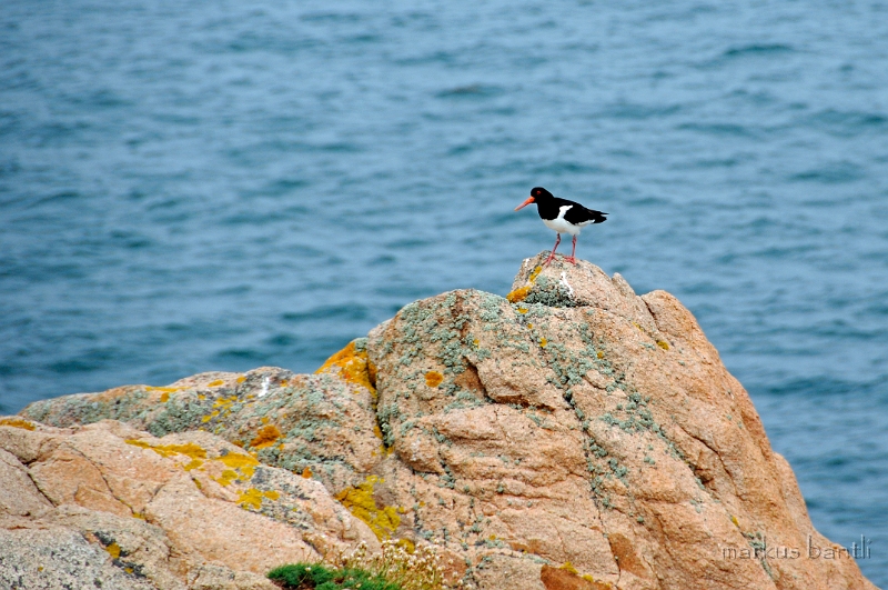 _DSC9024.jpg