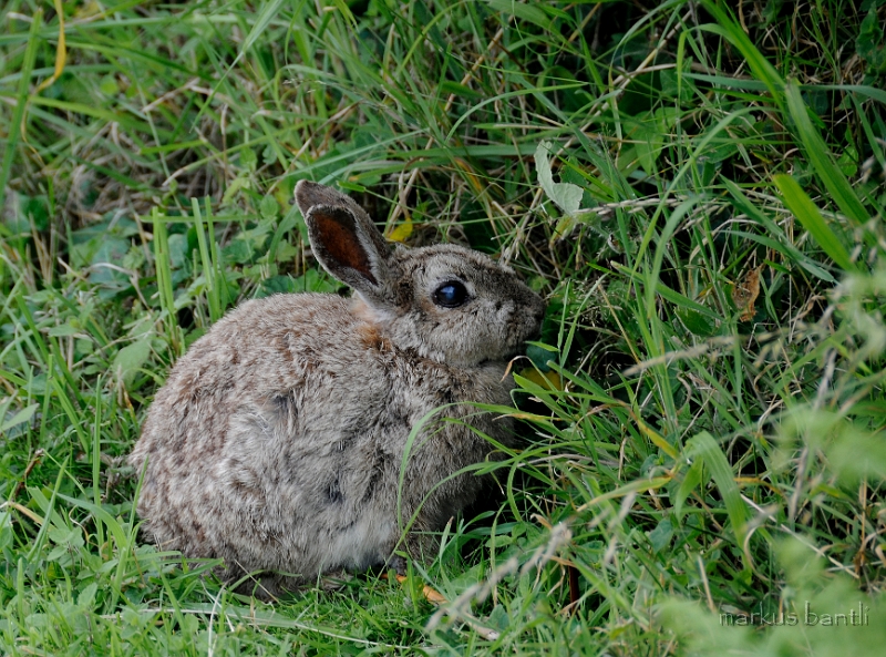 _DSC9186.jpg - Bugs Bunny