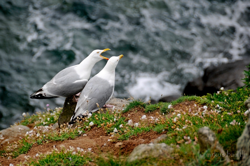 _DSC9193.jpg
