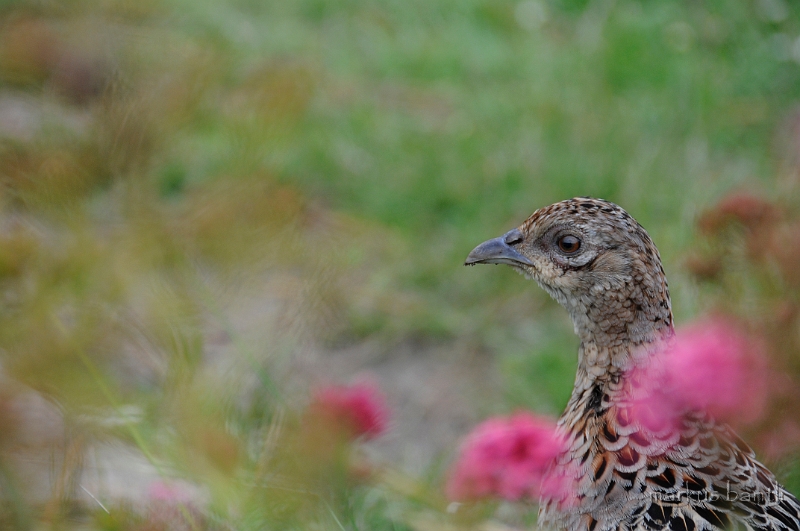 _DSC9204.jpg - Fasanhenne (Phasianus colchicus)