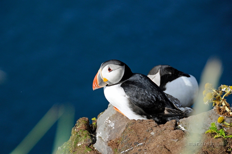 _DSC5900.jpg - Papageitaucher (Fratercula arctica)