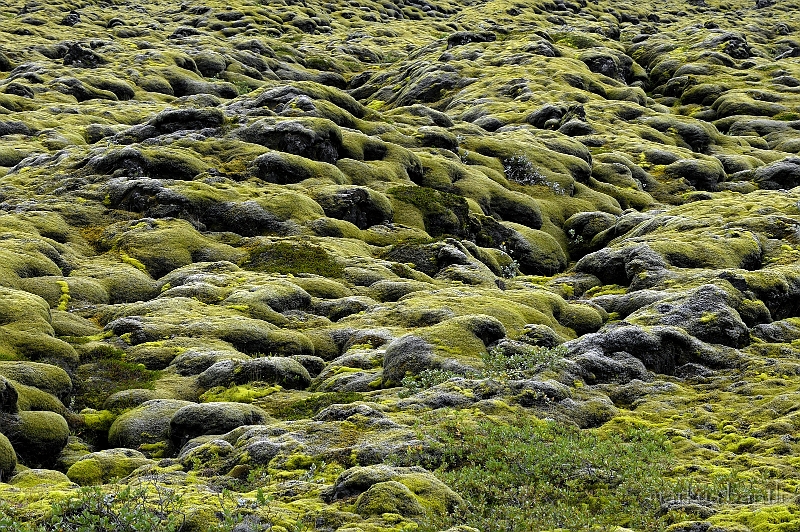 _DSC0733.jpg