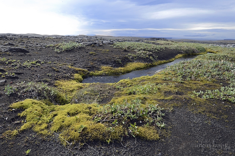 _DSC6530.jpg