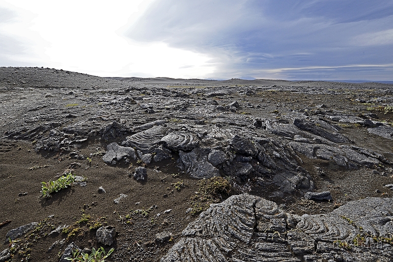 _DSC6532.jpg