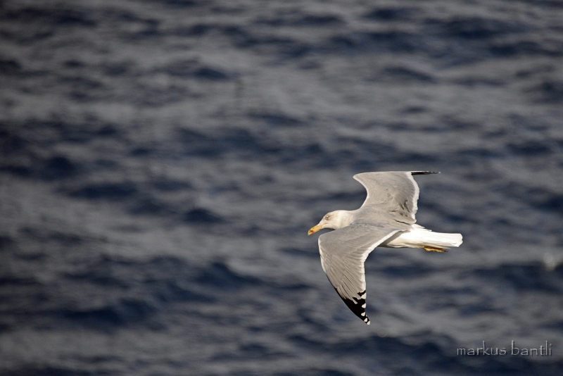 x_DSC1947.jpg