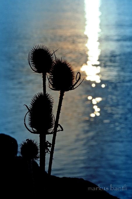 DSC_8293_1.jpg