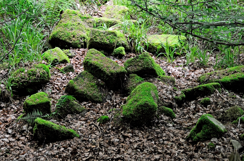 _DSC0965.JPG