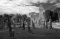_DSC0981