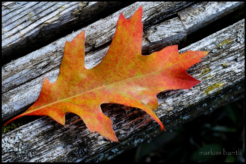 DSC_4688.jpg