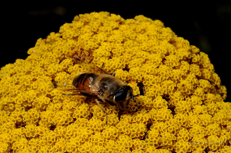 DSC_4699.jpg