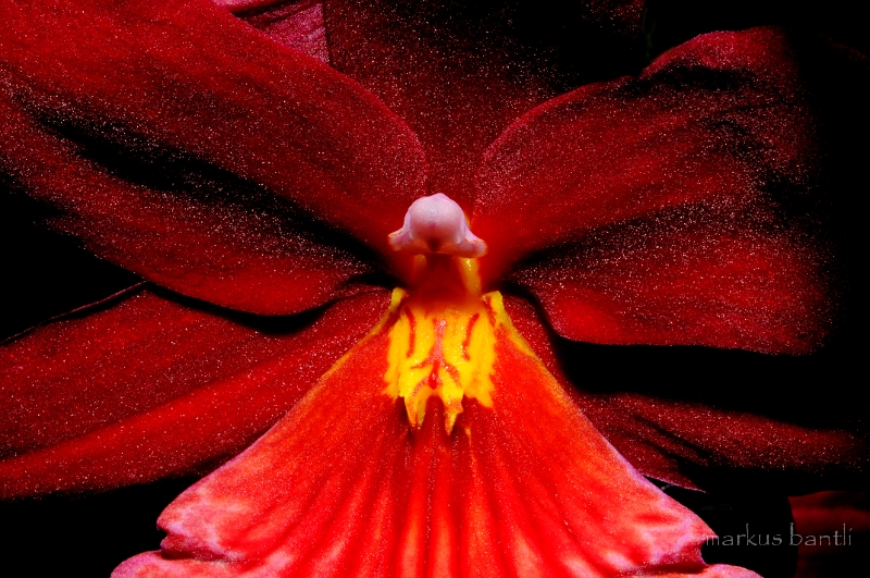 _DSC9339.jpg