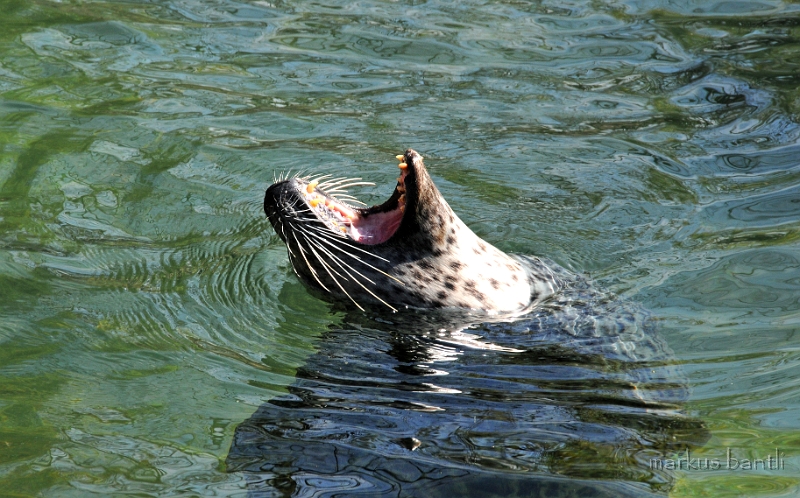 DSC_2312.jpg